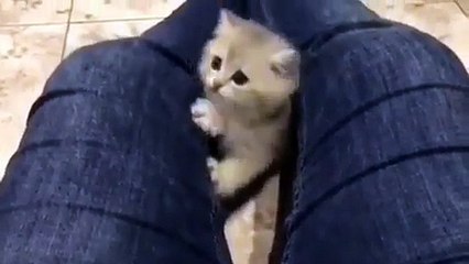 Phòng khám đa khoa Đại Đông - Cute cats #18