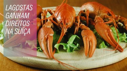 Lagostas ganham direitos na Suíça