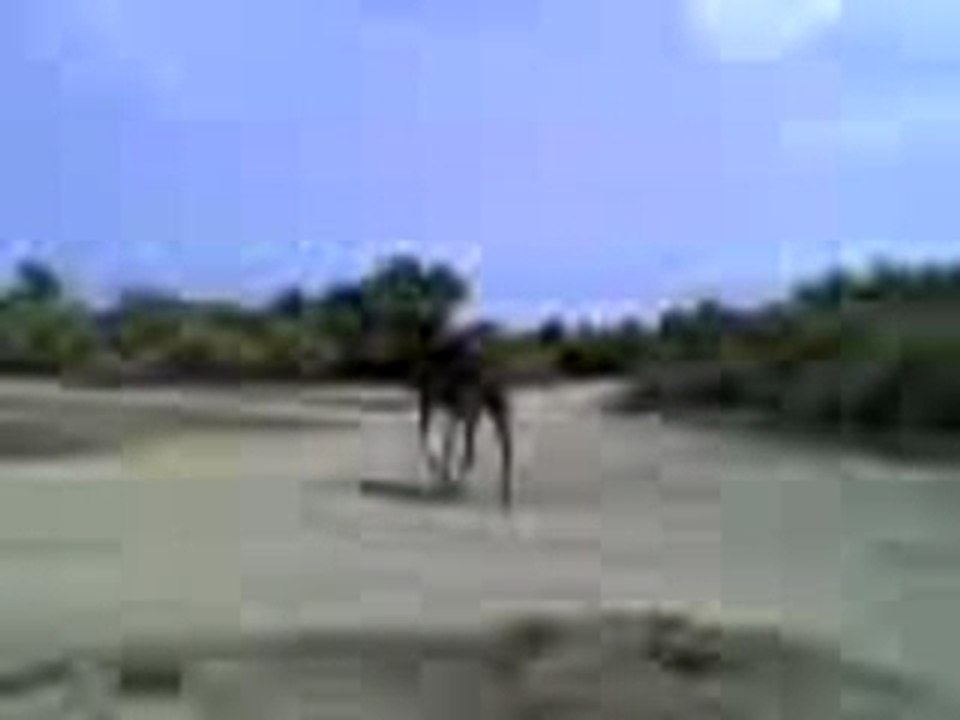 Chamo