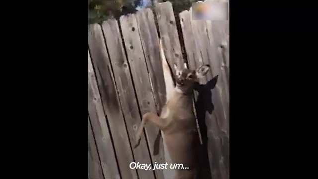 CRYING Deer Stuck in Fence Rescued by GREAT Guy