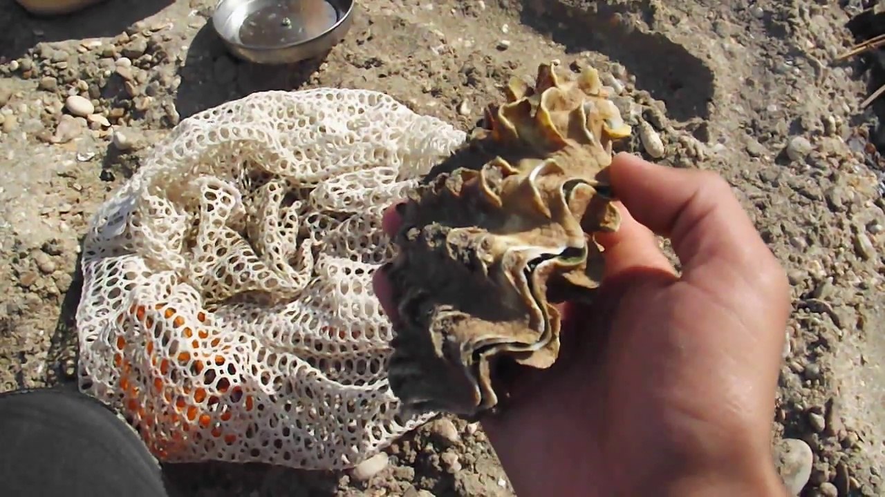 How to cook and eat sea snails