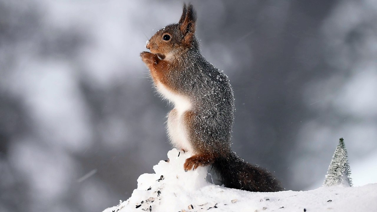 red squirrel in a snowstorm