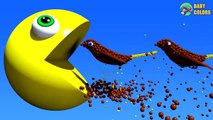 Learn Colors with Bad Pacman eating Funny Birds chirping