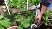 Growing Potatoes In Containers - BIG Harvest!