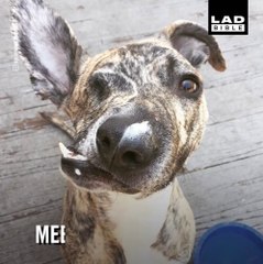 Voici Squish, un chien au museau déformé mais qui est très heureux!