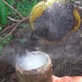 Leur technique pour recolter le miel sur cette ruche sauvage est incroyable