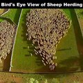 Ce drone filme un troupeau de milliers de mouton et vue du ciel, c'est magnifique