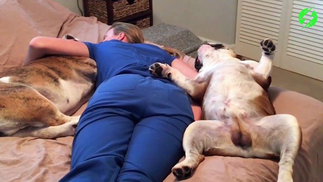 Grosse fatigue en rentrant du boulot... Même les chiens n'en peuvent plus