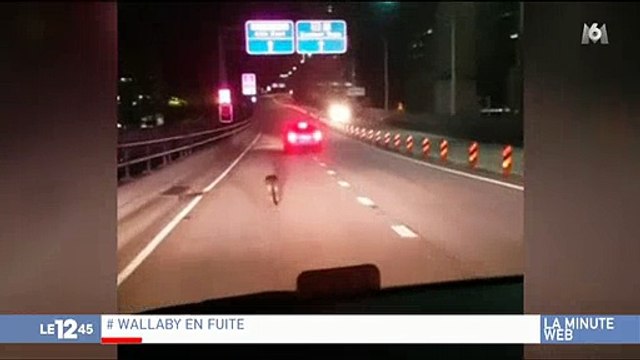 Australie : Une course poursuite d'un wallaby amuse beaucoup les internautes ! Regardez