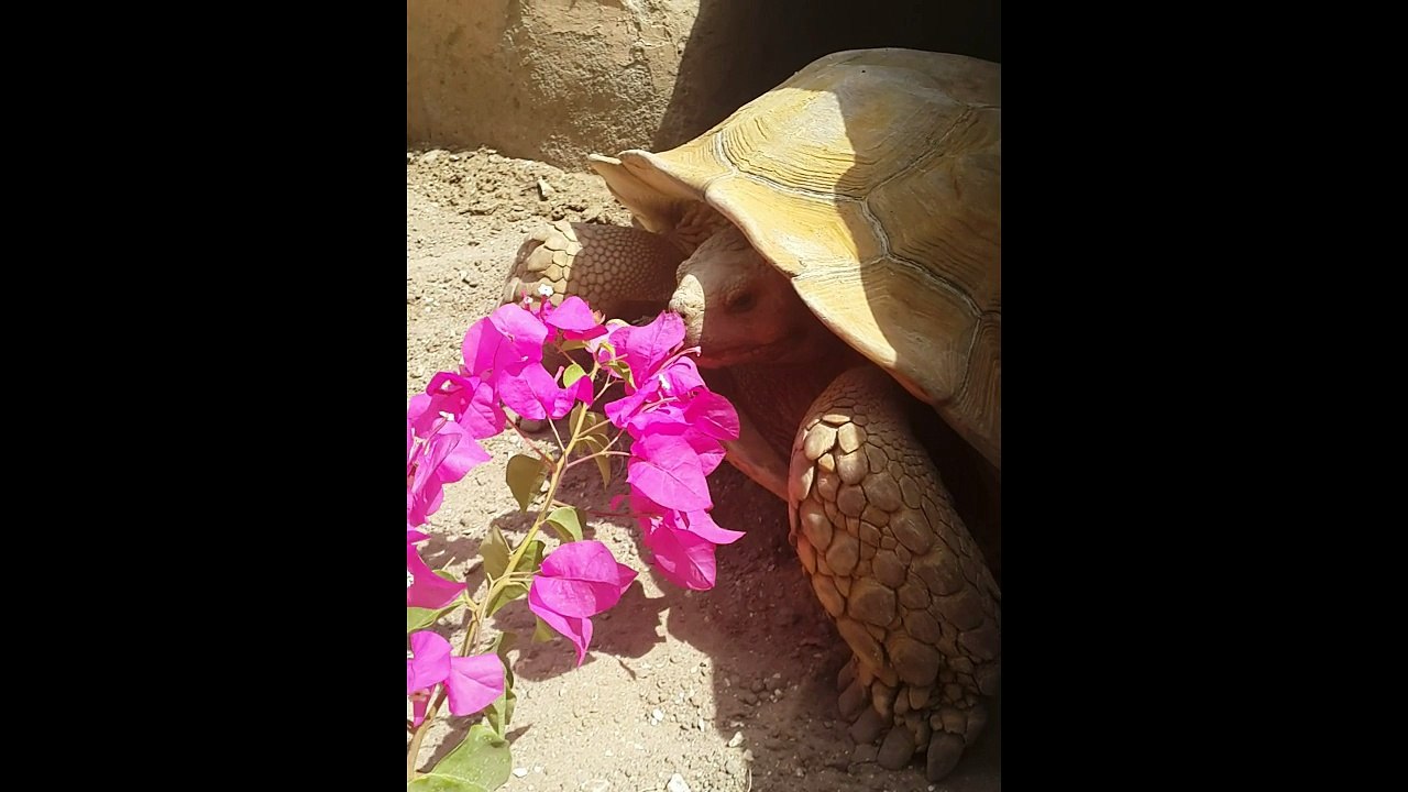 Turtle  eat flower