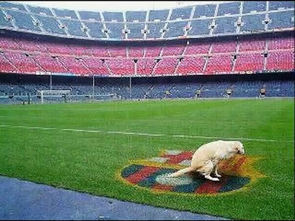 humor gráfico animal fino y inteligente