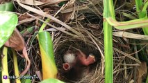 Incredibly CUTE! Live Camera Footage of Baby Birds Hatch   Eating Worm