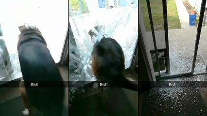 Un chien trop pressé d'aller jouer dehors