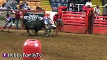 Cowboy RODEO! Riding Bulls n' Horses   Sheep at Fort Worth Stoc