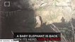 3-Month-Old Elephant Rescued After Falling Down a Well