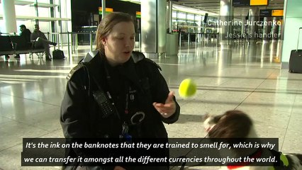 Super spaniel sniffs out £1 million in smuggled cash