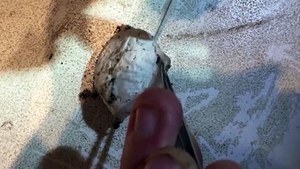 Il trouve un petit sac dans son jardin et l’ouvre pour voir ce qui s’y cache