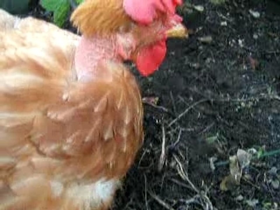 Zoé dit bonjour ppcaillou !