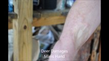 Why Deer Populations Controls are Needed    Examples of Deer Damages