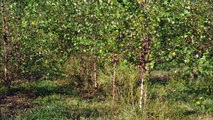 Why Hunters should use these trees for deer habitats...