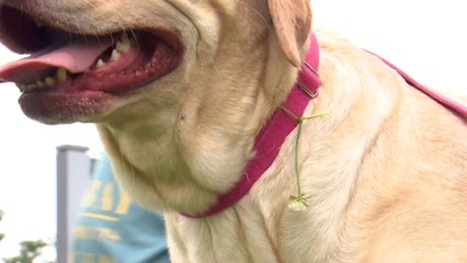 "반려견이 사람 물면 소유자 형사처벌" / YTN