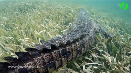Il nage avec son crocodile de compagnie... Même pas peur !