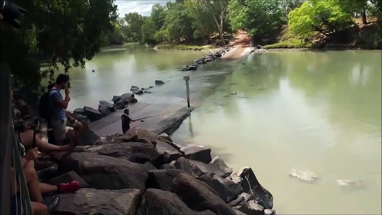 Un crocodile vient voler la prise dun pecheur... Fainéant mais intelligent !