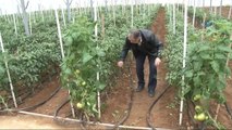 Çanakkale'de ilk kez jeotermal serada 4 mevsim sebzeler üretiliyor