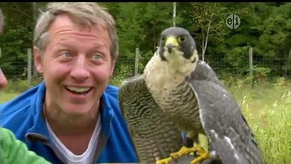 Wild Kratts 12 Falcon City