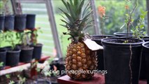 What I do With  my     Pineapples    How I Grow Them