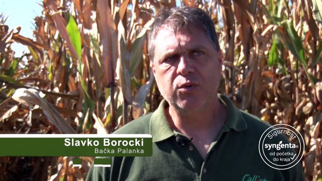 NK Helico – hibrid kukuruza za bolji prirast svinja