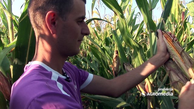 Za pune prikolice - LK hibridi kukuruza