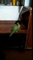 Angry Talking Parrot Break Time [U.9]