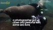 Incredible Underwater Video Shows Photographer Getting Mobbed By Sea Lions