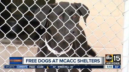 Free dogs up for adoption at MCACC