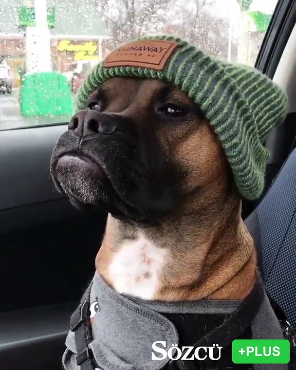 İşte dünyanın en yakışıklı köpeği!