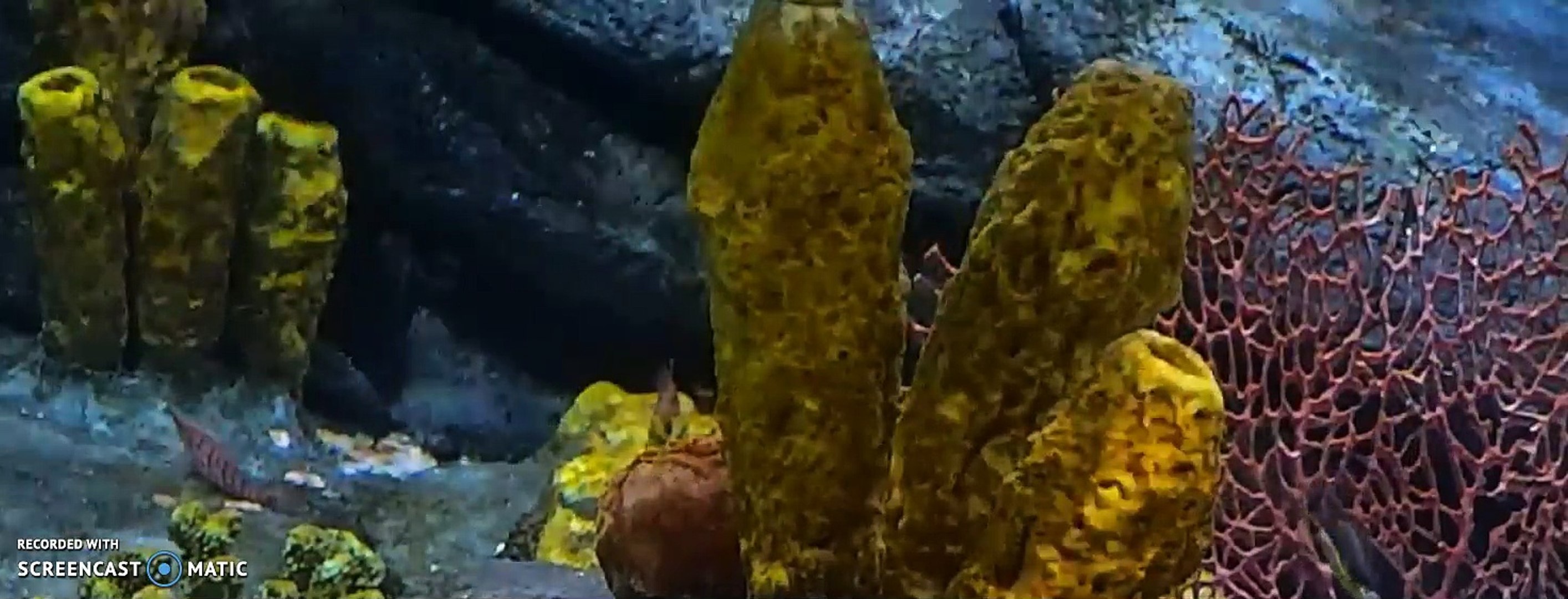 ⁣Saltwater Aquarium