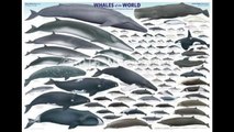 All Early Extinct and Living Whales(information) U.9