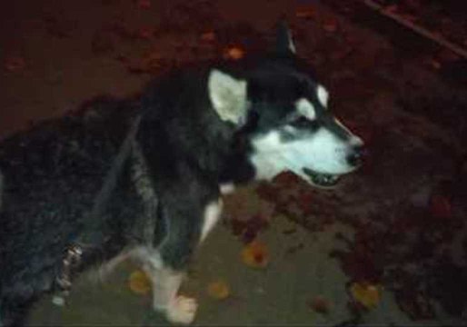 Alaskan Malamute Howls With Ambulance and Police Sirens