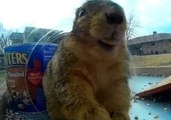 Squirrels Squeeze Into Jar for Camera Close-Up