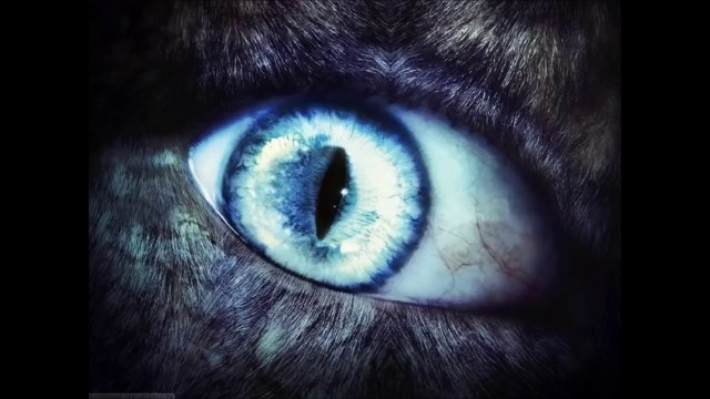 Werewolves Real or Fake? Lycan, Werewolf, Wolf Man, Lycanthrope Were Never So Cool