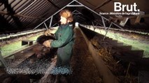 La Norvège, premier pays nordique à interdire l'élevage d'animaux à fourrure