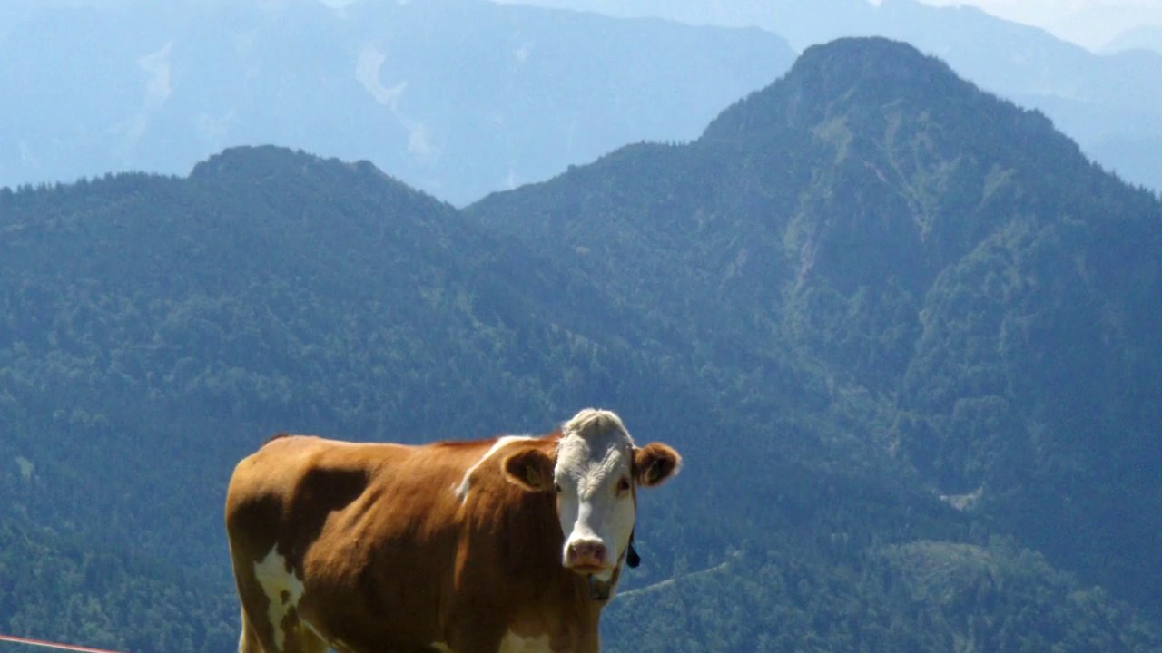 Leaderless Revolution - Metal aus Bayern!