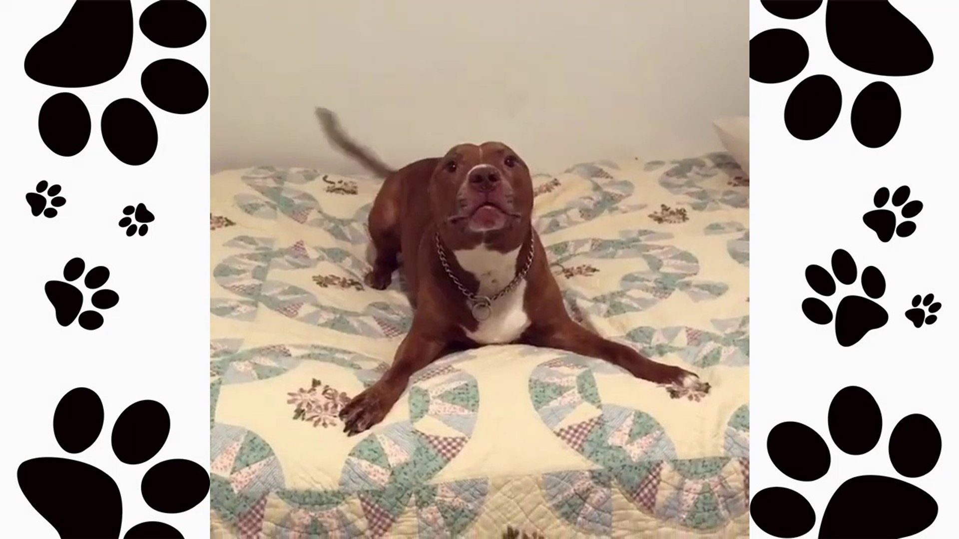 Pitbull dog funny