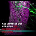 Transparisation - la technique qui permet de voir à travers des fœtus