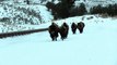 Bison Herd Makes Ground Shake in Yellowstone