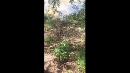 Dog Vs. Crocodile at Goat Island in Australia