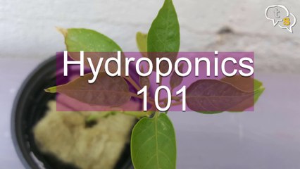 Hydroponics NFT system (nutrient film technique)| NFT setup| NFT design