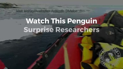 Watch This Penguin Surprise Researchers on an Antarctic Research Boat