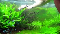 HOW TO CLEAN YOUR AQUARIUM - Planted Tank Water Change/Gravel/Substrate Cleaning